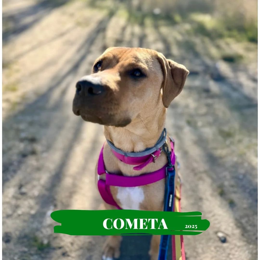 Cometa, female Mixed Breed for adoption at Abrazo Animal, Madrid
