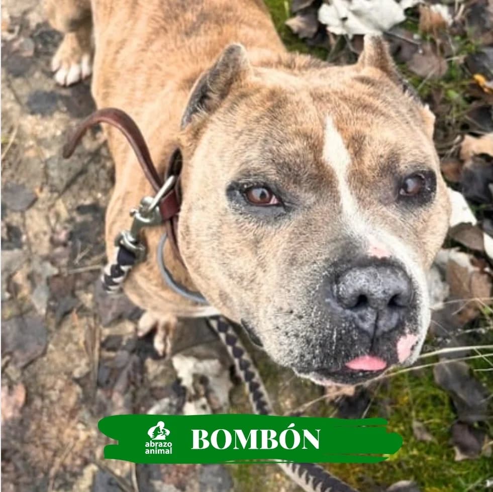 Bombón, male 4yo Mixed Breed for adoption at Abrazo Animal, Madrid