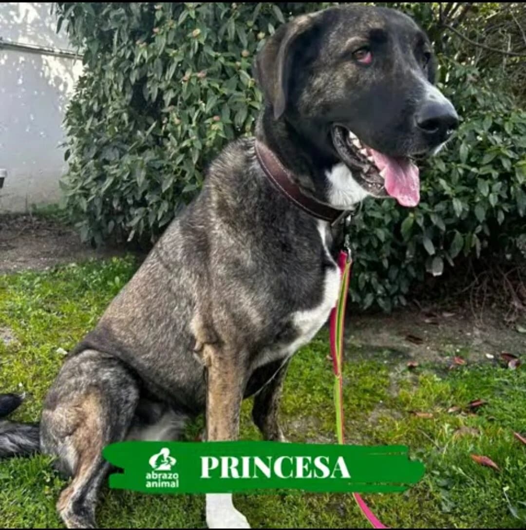 Princesa, female young Mixed Breed for adoption at Abrazo Animal, Madrid