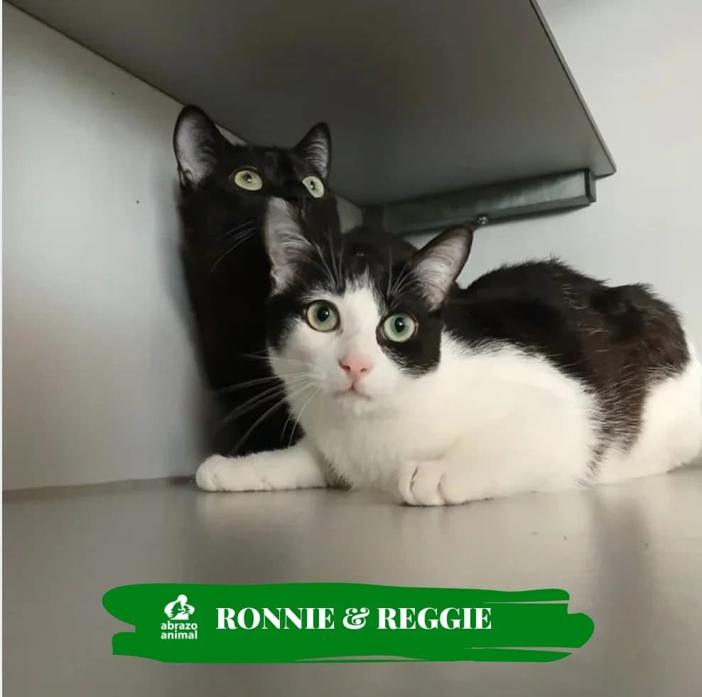 Ronnie & reggie, male Mixed Breed for adoption at Abrazo Animal, Madrid