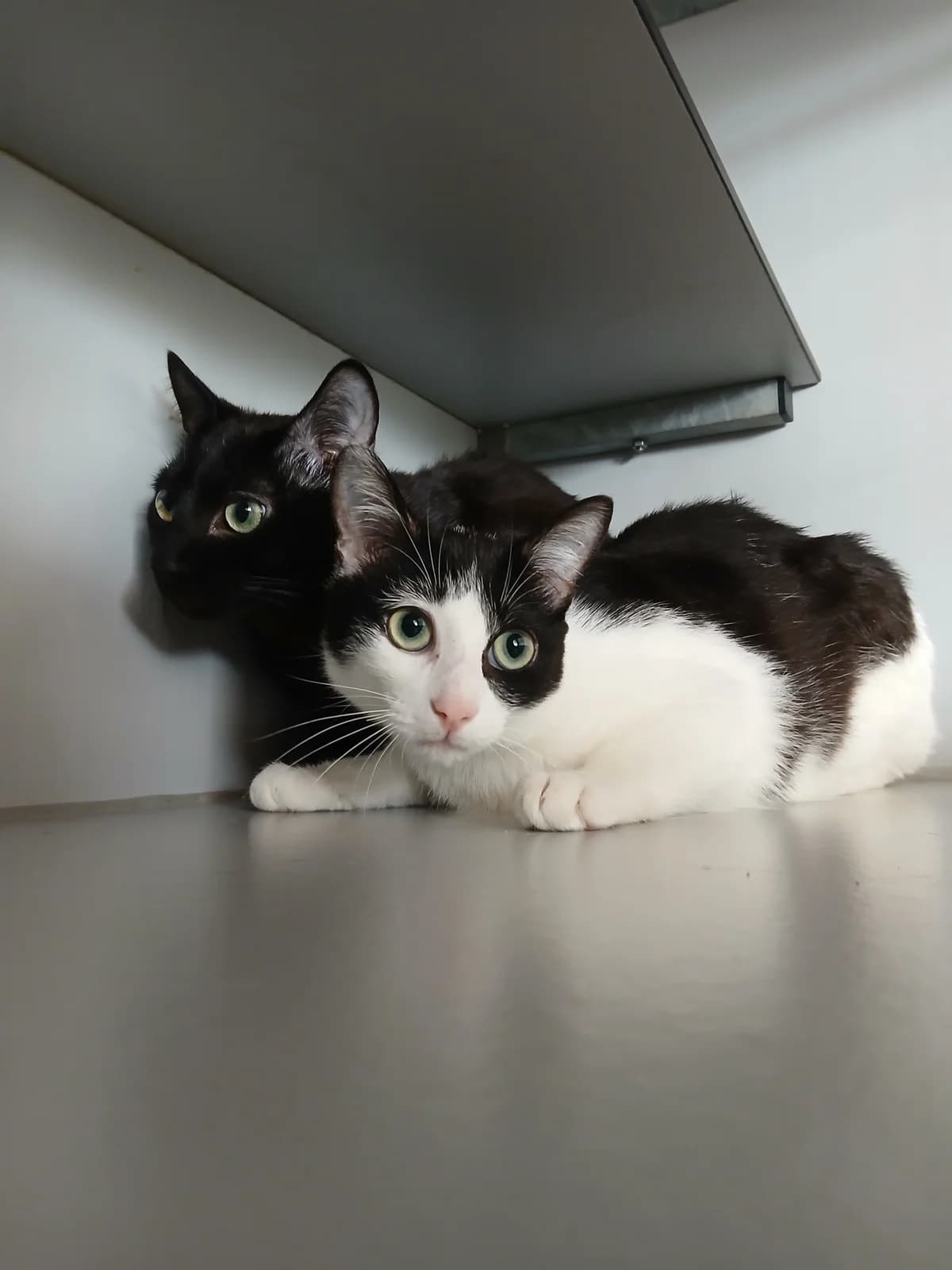 Ronnie & reggie, male Mixed Breed for adoption at Abrazo Animal, Madrid — photo 2 of 5