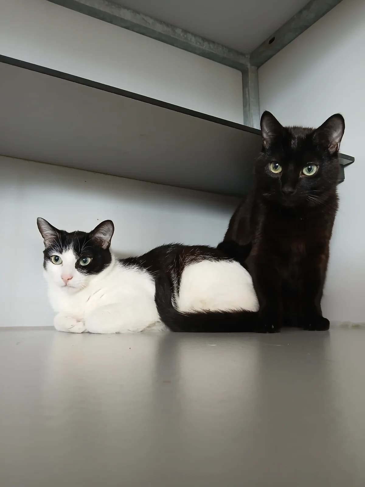 Ronnie & reggie, male Mixed Breed for adoption at Abrazo Animal, Madrid — photo 3 of 5