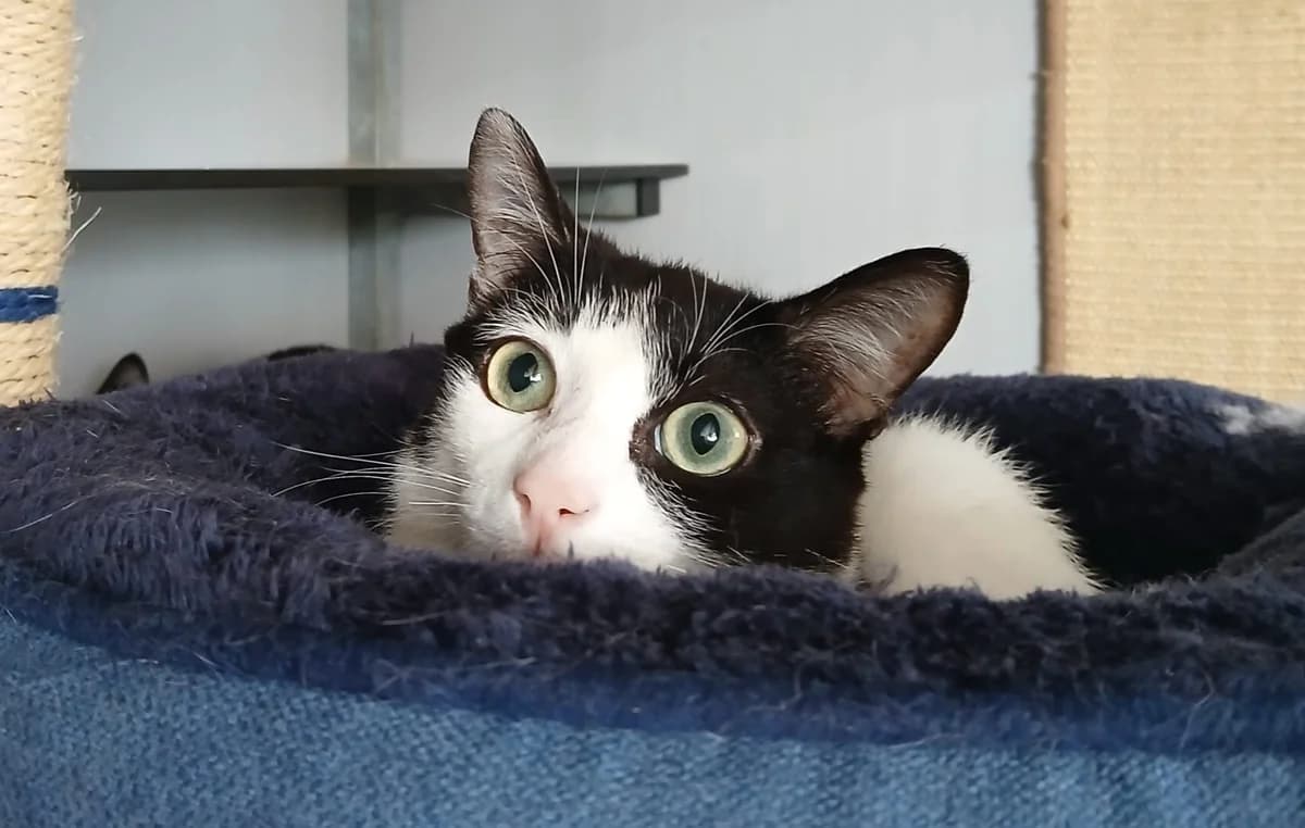 Ronnie & reggie, male Mixed Breed for adoption at Abrazo Animal, Madrid — photo 4 of 5