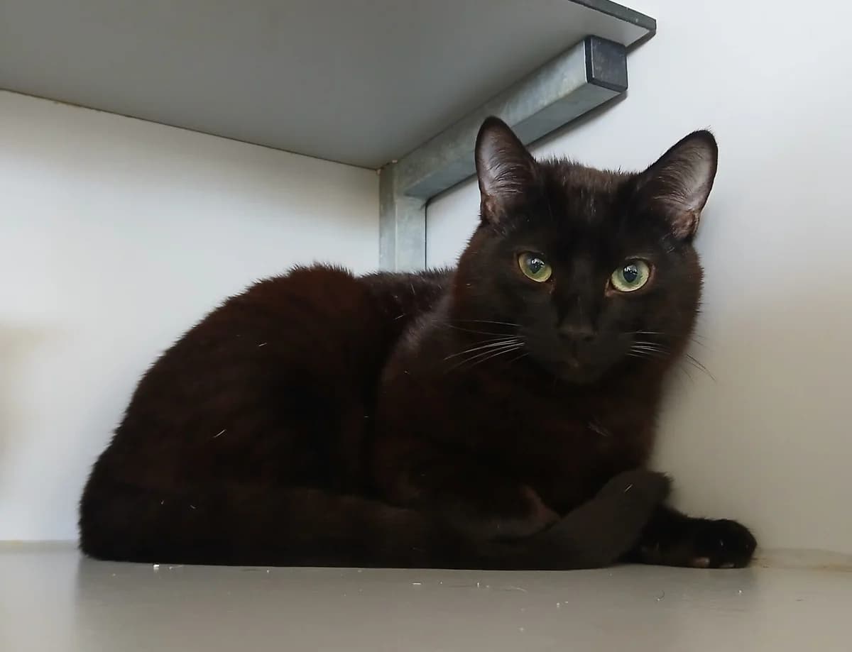 Ronnie & reggie, male Mixed Breed for adoption at Abrazo Animal, Madrid — photo 5 of 5