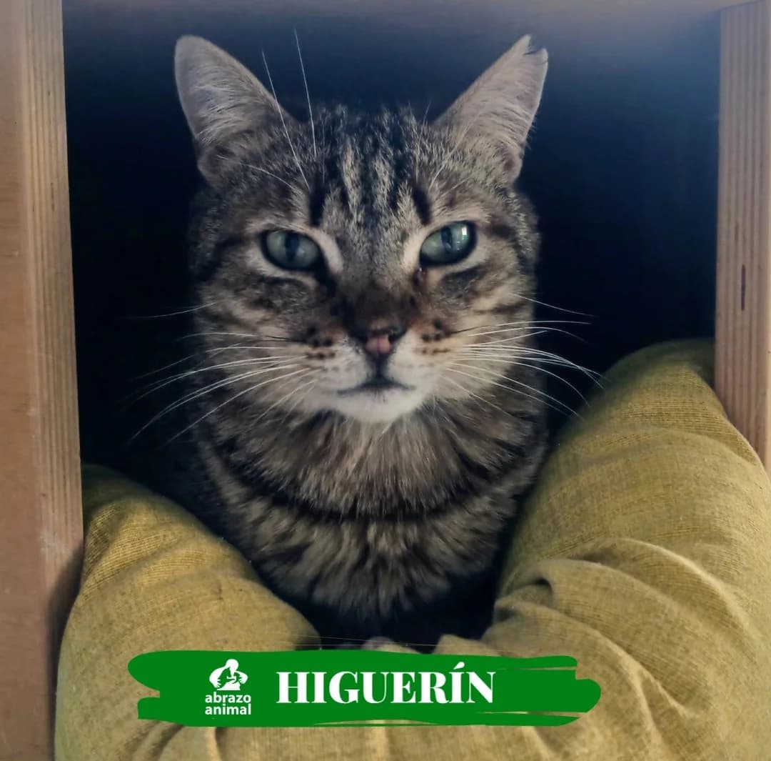 Higuerín, male Mixed Breed for adoption at Abrazo Animal, Madrid