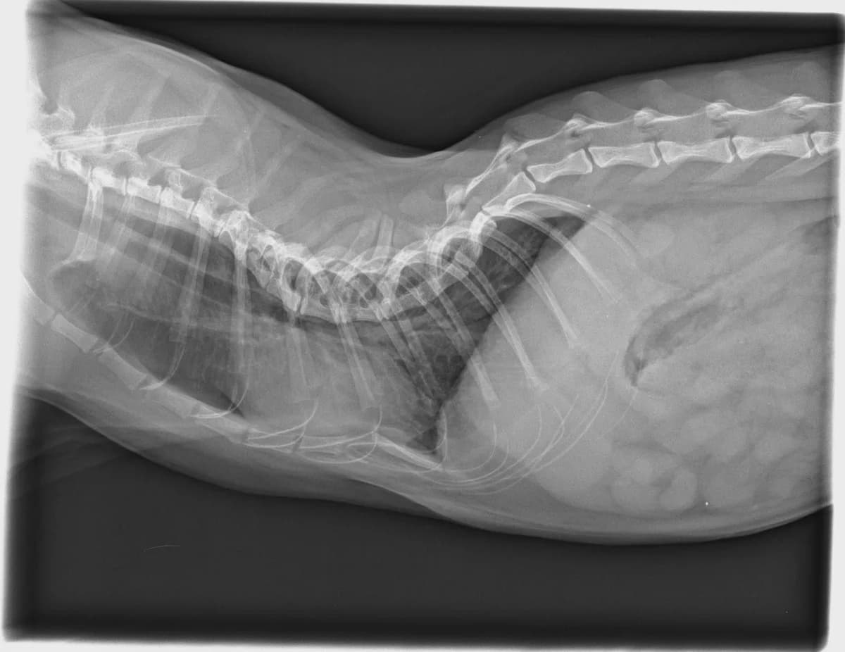 Higuerín, male Mixed Breed for adoption at Abrazo Animal, Madrid — photo 2 of 2