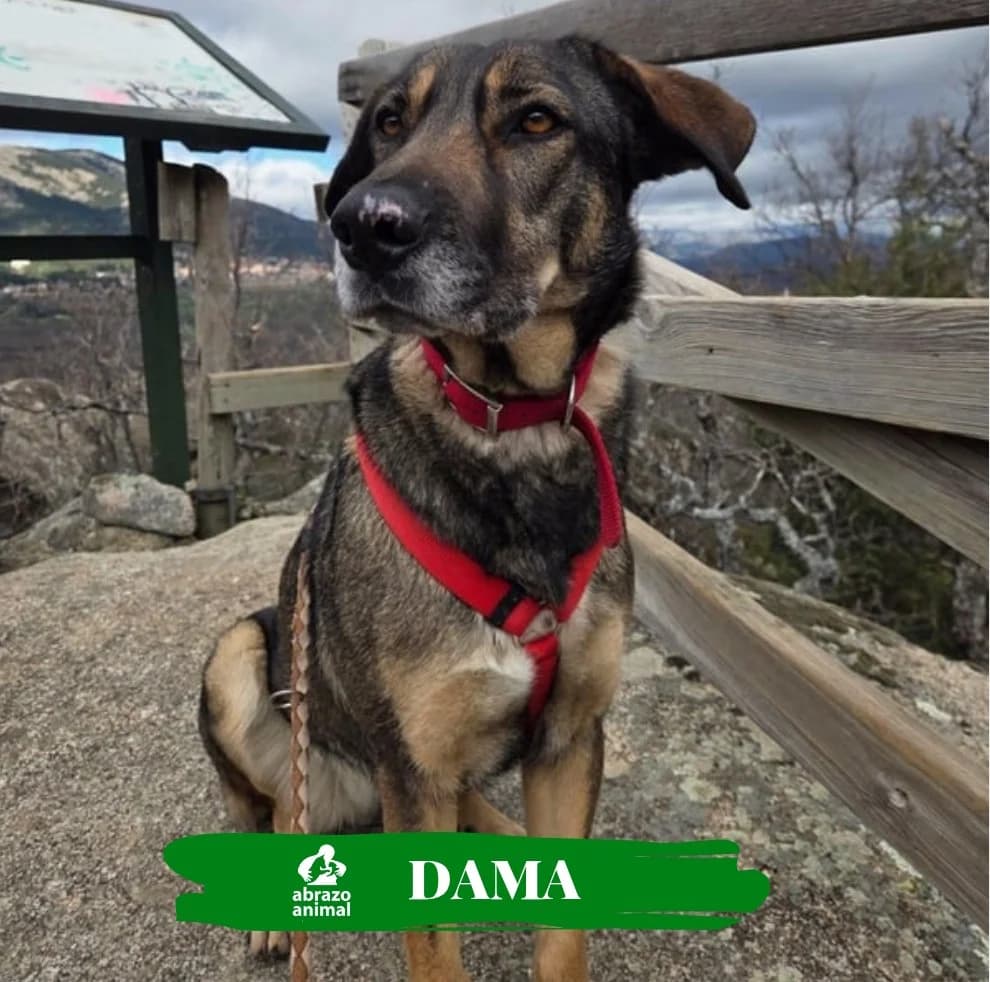 Dama, female young Mixed Breed for adoption at Abrazo Animal, Madrid