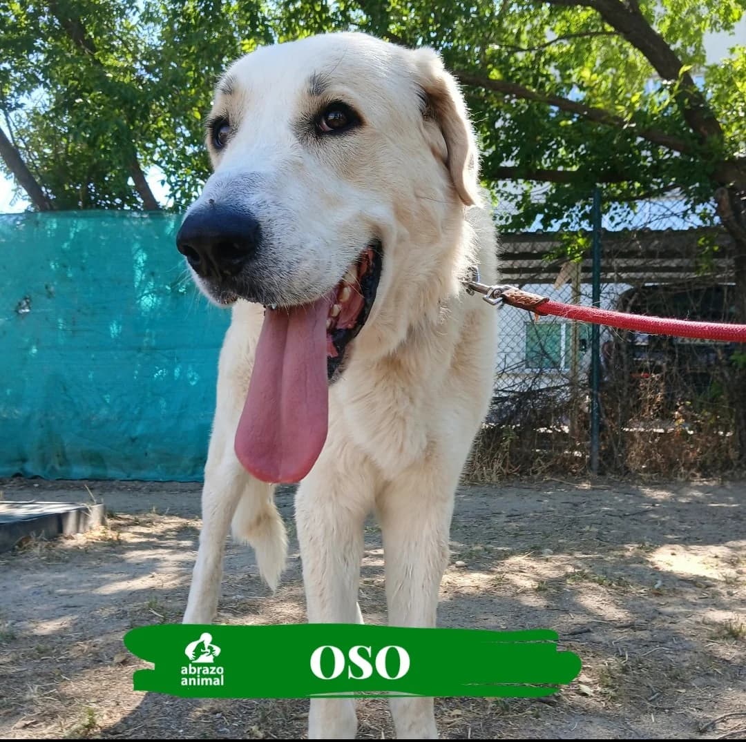 OSO, male young Mixed Breed for adoption at Abrazo Animal, Madrid