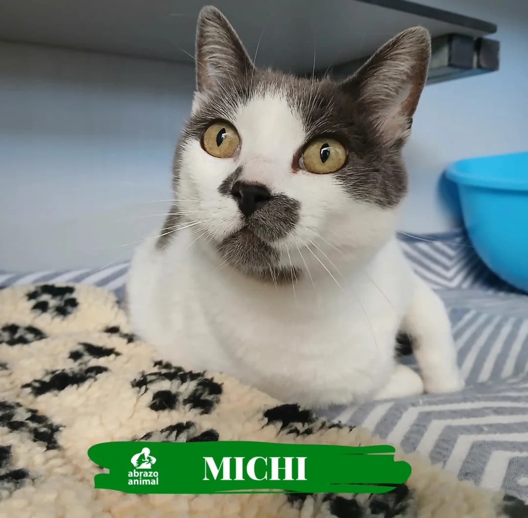 Michi, female senior Mixed Breed for adoption at Abrazo Animal, Madrid