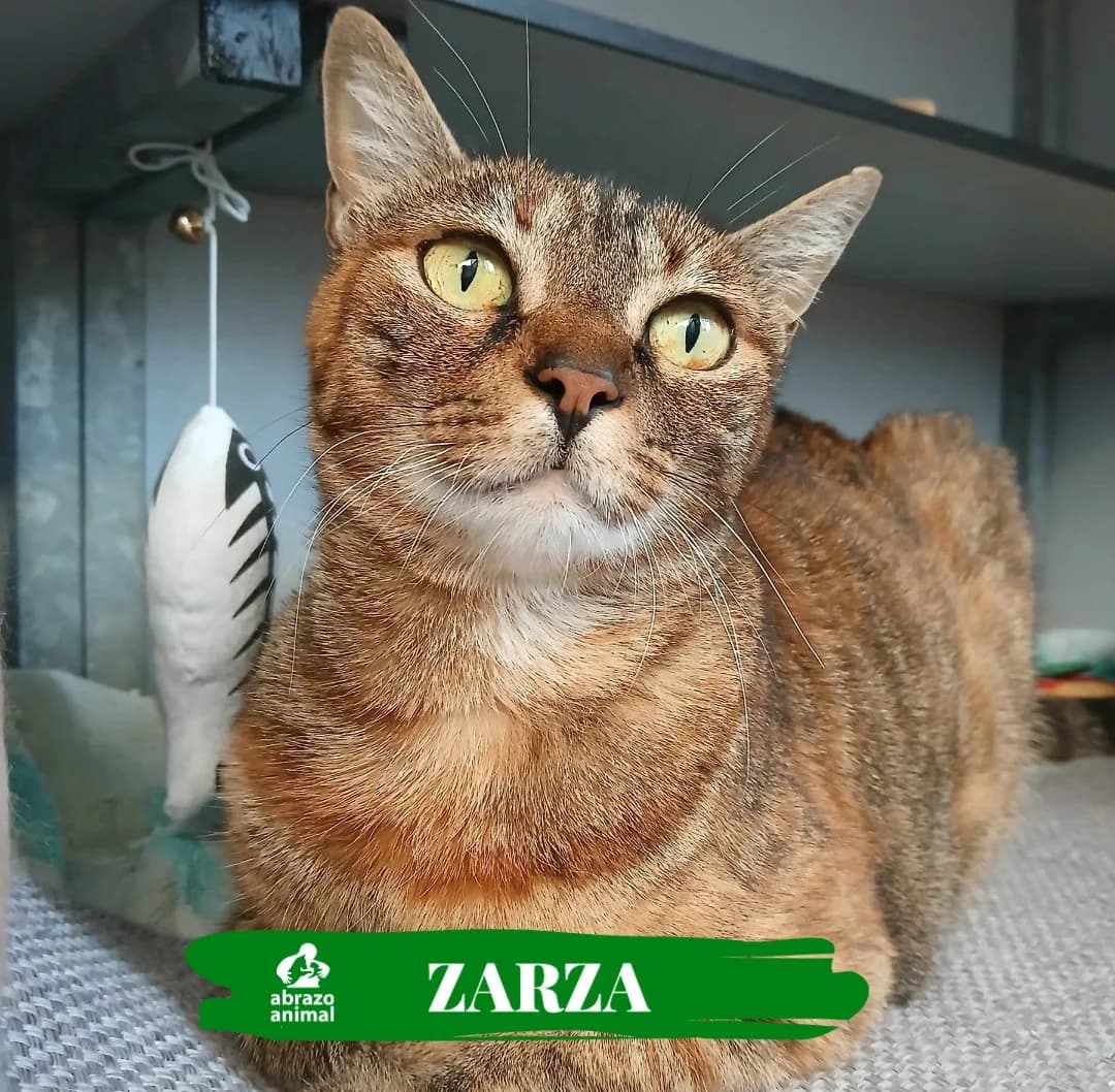 Zarza, female 5yo Mixed Breed for adoption at Abrazo Animal, Madrid