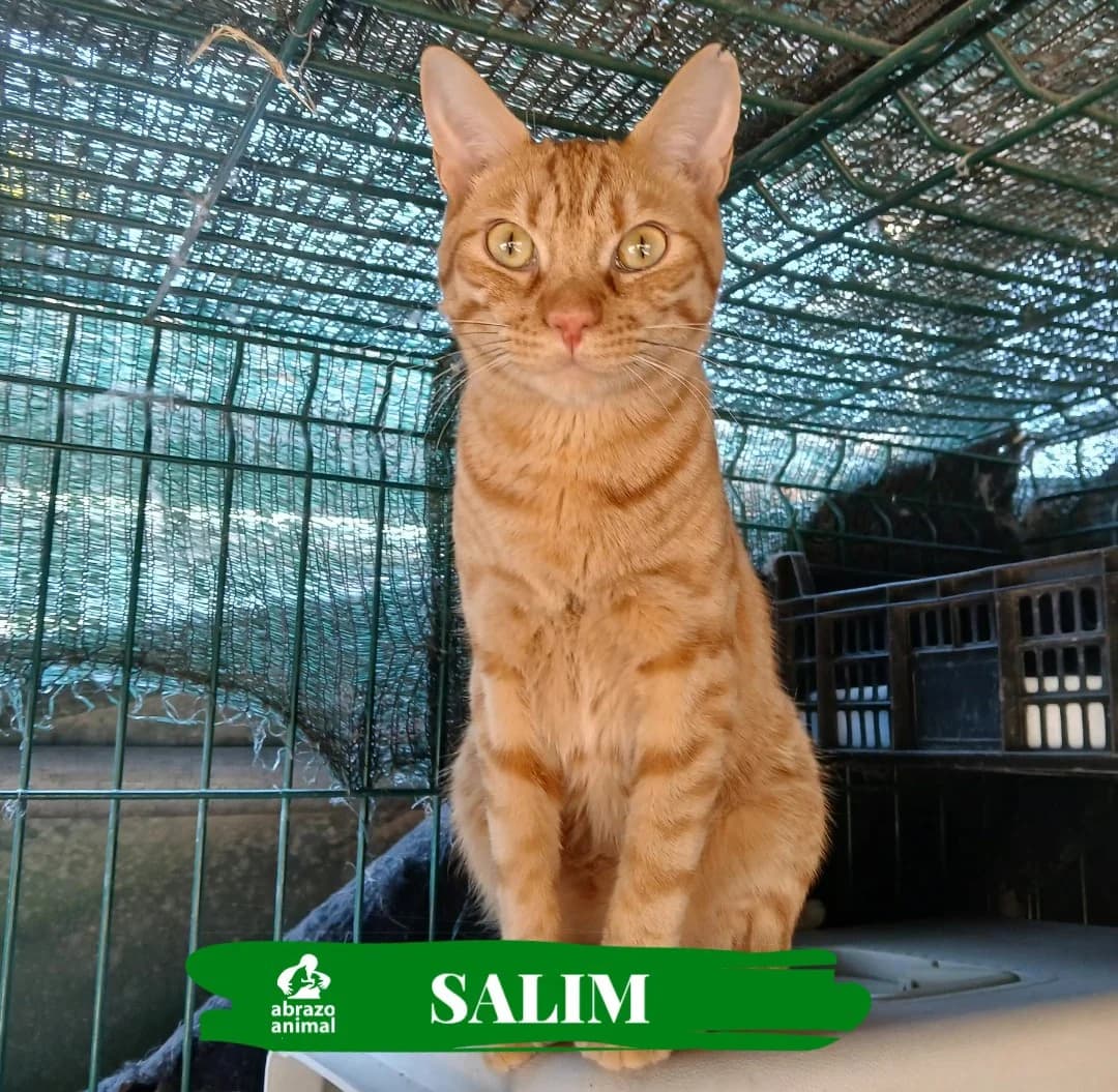 Salim, male young Mixed Breed for adoption at Abrazo Animal, Madrid