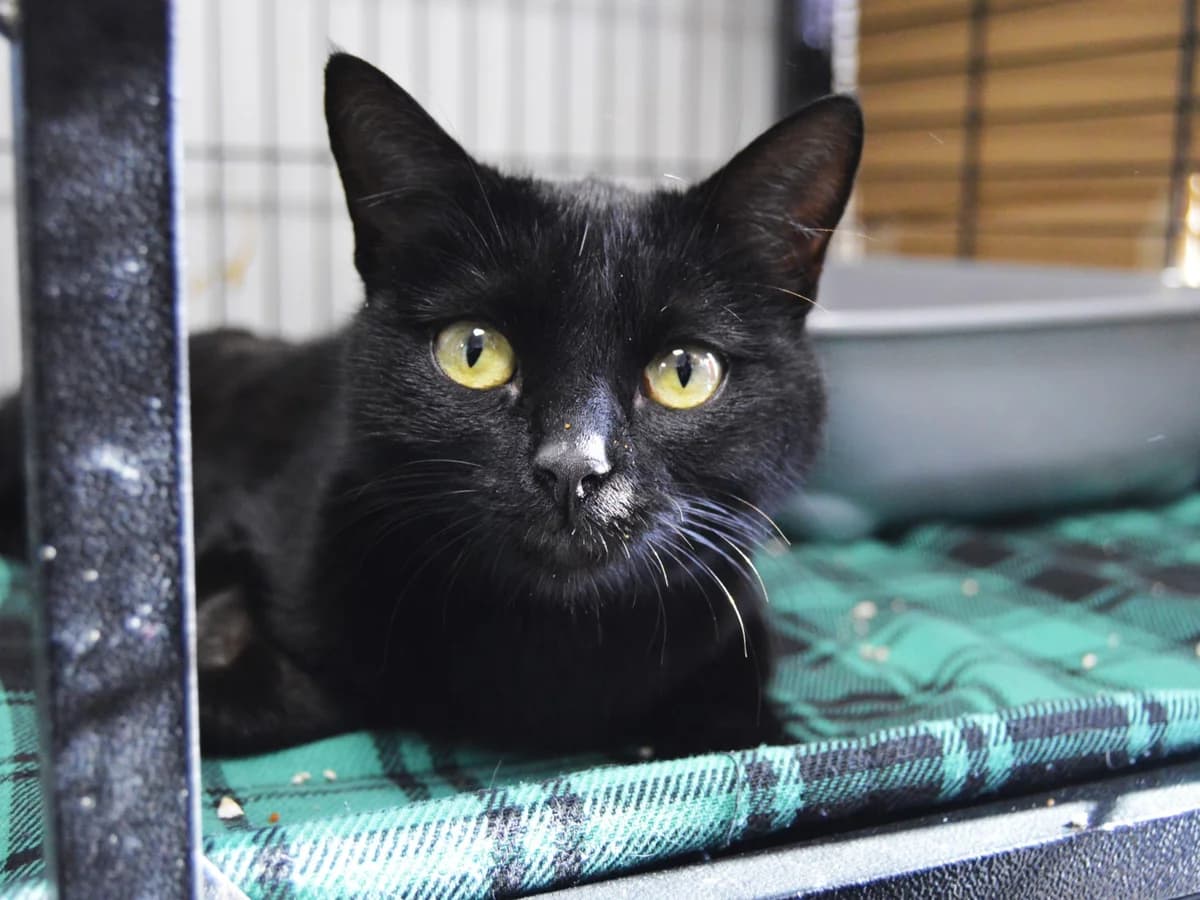 LULU, female Mixed Breed for adoption at ACUNR - Animales Con Un Nuevo Rumbo