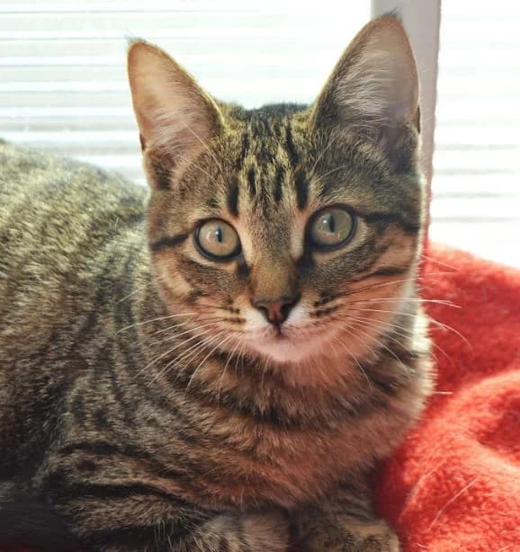 MAKI, male Mixed Breed for adoption at ACUNR - Animales Con Un Nuevo Rumbo