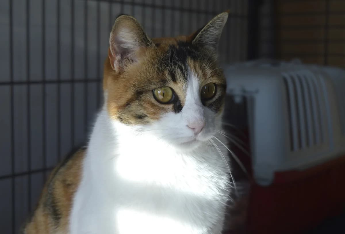 TRIKU, female 3yo Mixed Breed for adoption at ACUNR - Animales Con Un Nuevo Rumbo