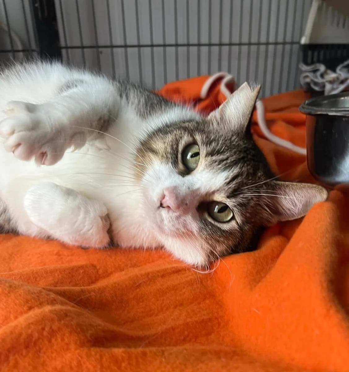 IKER, male Mixed Breed for adoption at ACUNR - Animales Con Un Nuevo Rumbo