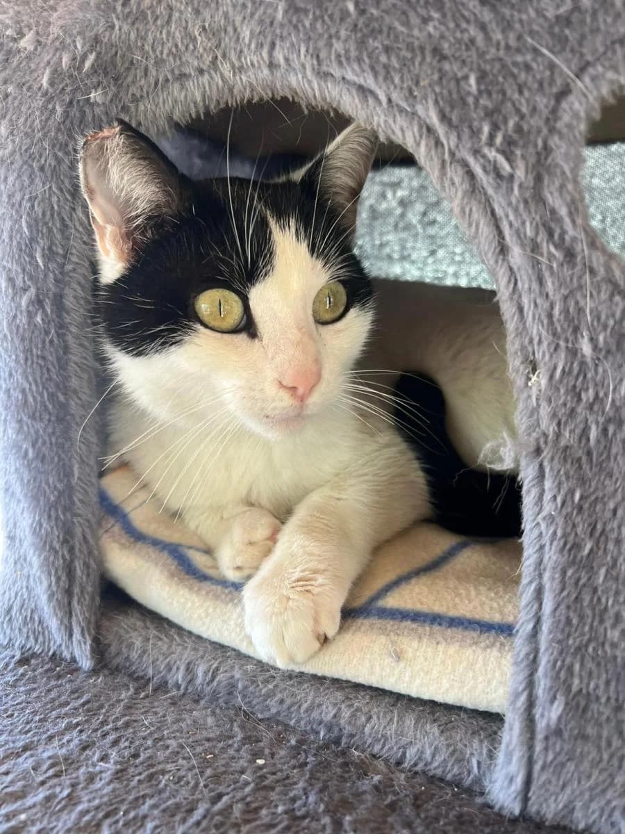 RICO, male Mixed Breed for adoption at ACUNR - Animales Con Un Nuevo Rumbo