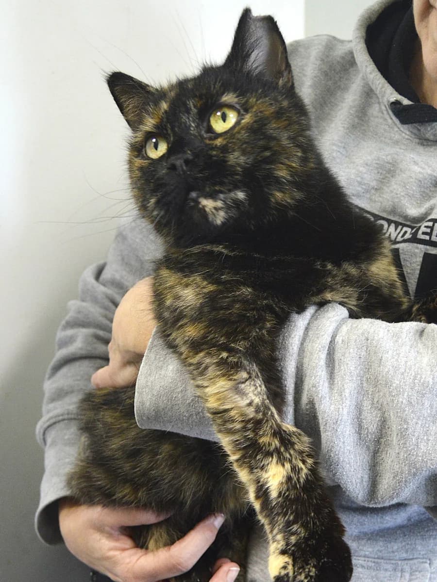 HENAR, female Mixed Breed for adoption at ACUNR - Animales Con Un Nuevo Rumbo