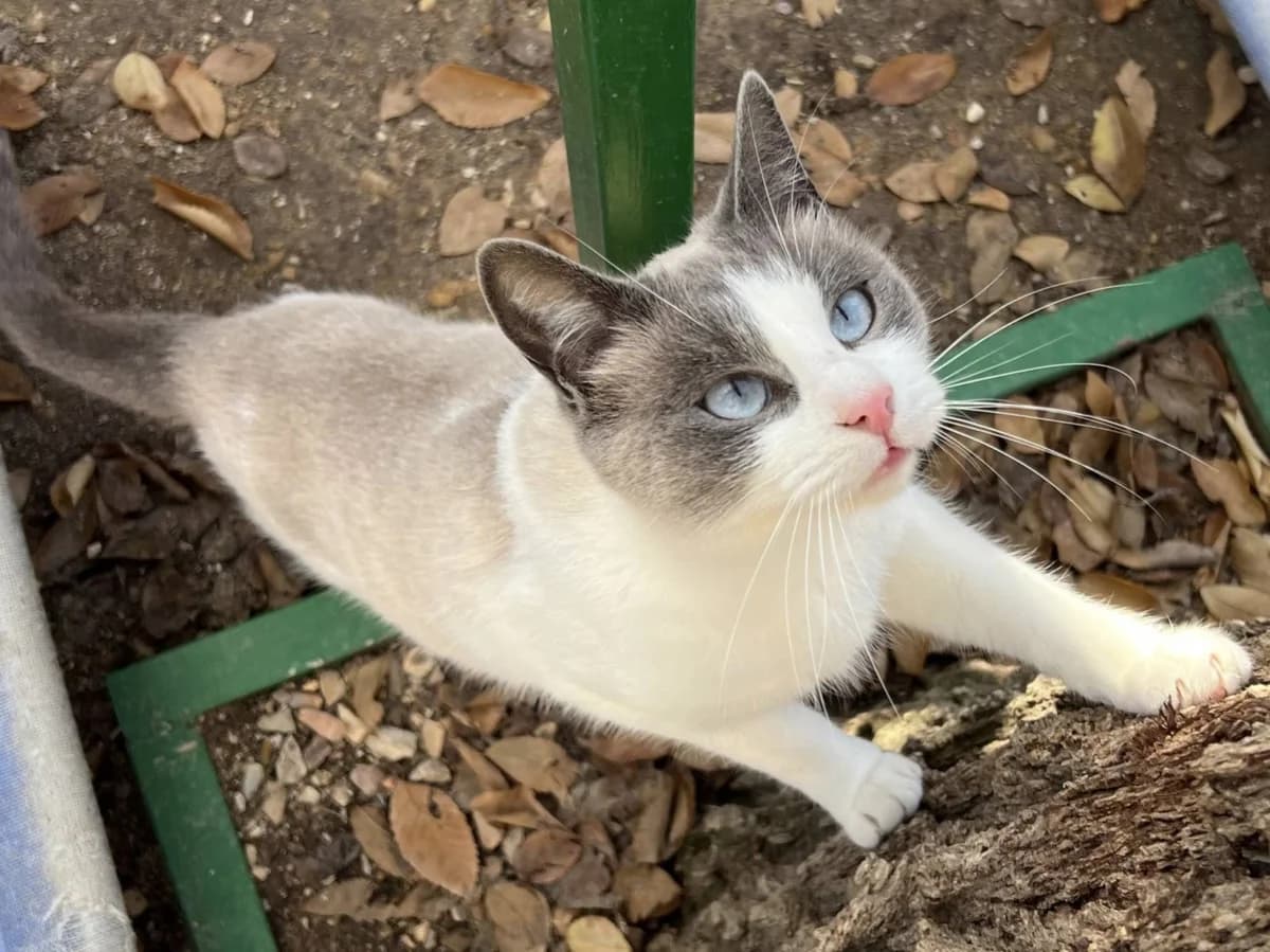 NISCALO, male Mixed Breed for adoption at ACUNR - Animales Con Un Nuevo Rumbo