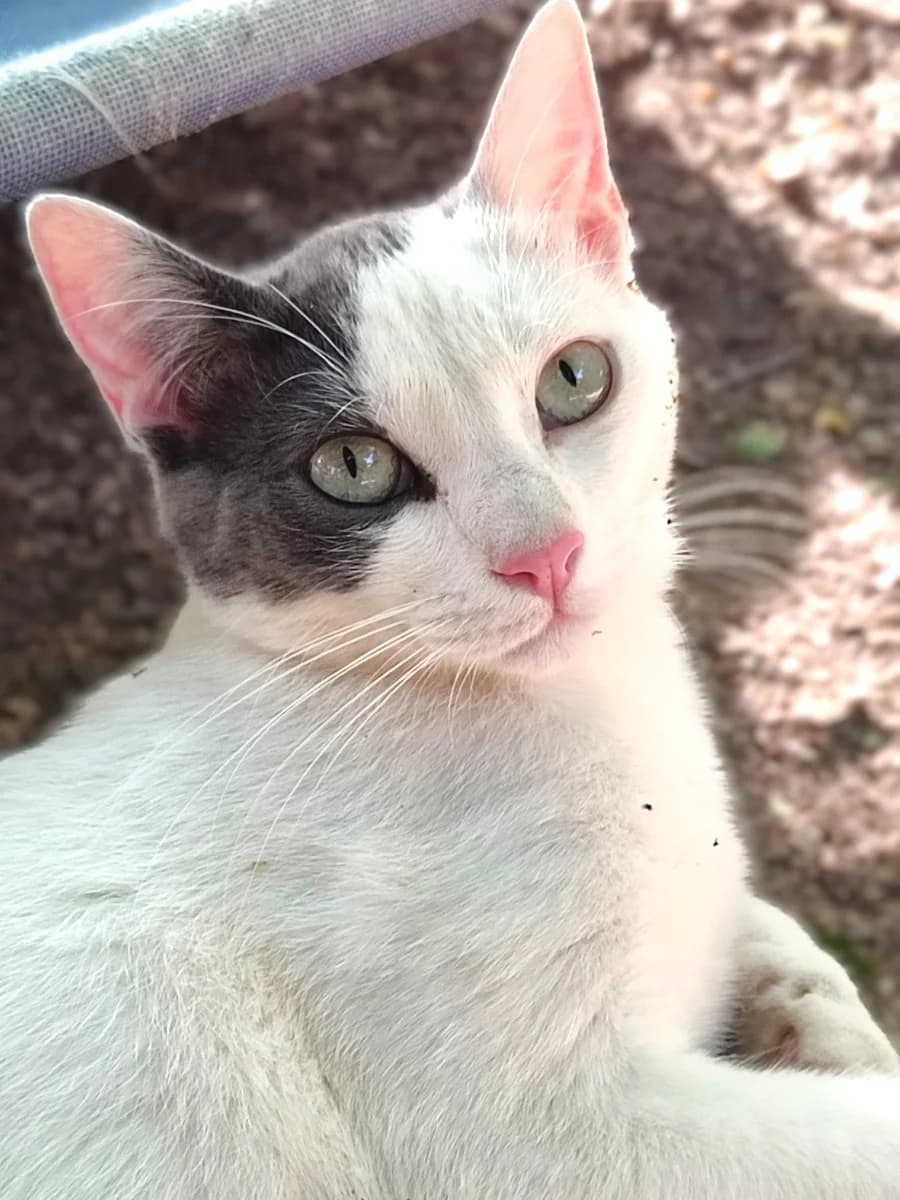 SHITAKE, female Mixed Breed for adoption at ACUNR - Animales Con Un Nuevo Rumbo