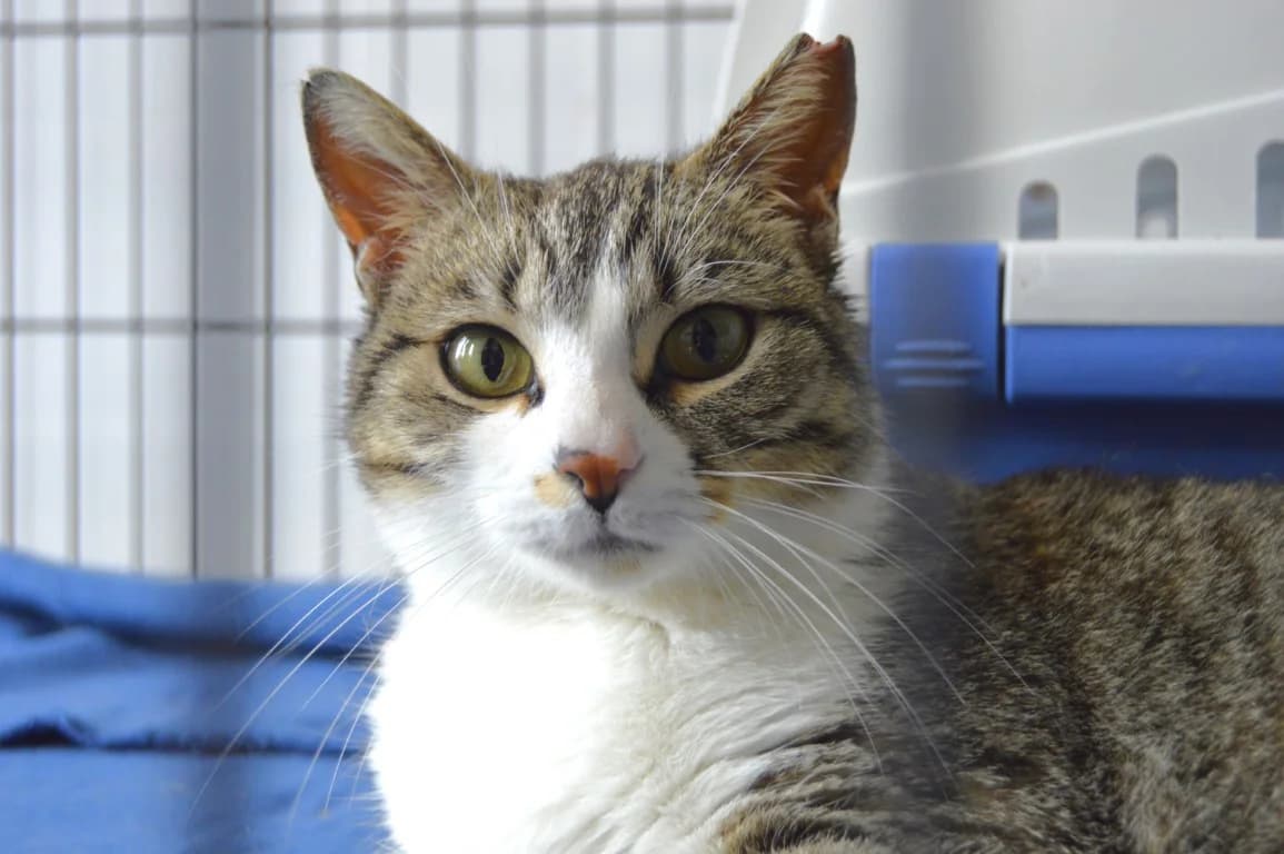 MERCHE, Mixed Breed (ACUNR - Animales Con Un Nuevo Rumbo)