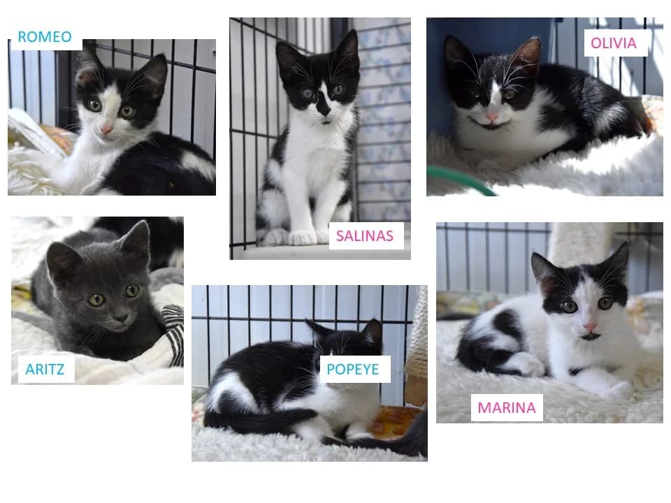Bebés Mayo 2026,  puppy Mixed Breed for adoption at ACUNR - Animales Con Un Nuevo Rumbo