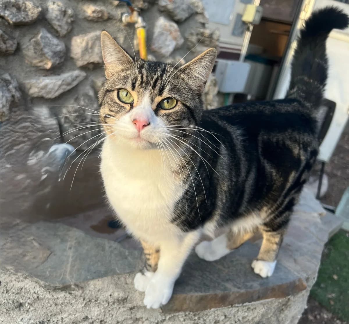 MIDAS, male Mixed Breed for adoption at ACUNR - Animales Con Un Nuevo Rumbo