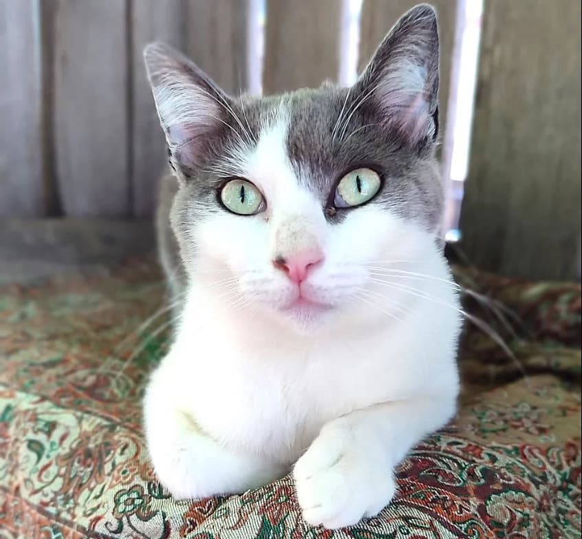 AMANITA, female Mixed Breed for adoption at ACUNR - Animales Con Un Nuevo Rumbo