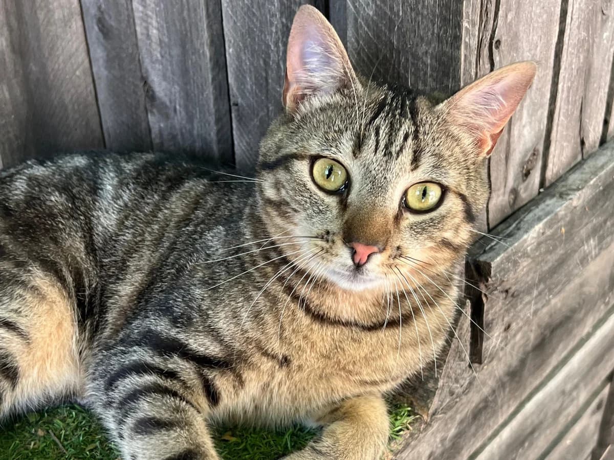 CACAHUETE, male Mixed Breed for adoption at ACUNR - Animales Con Un Nuevo Rumbo