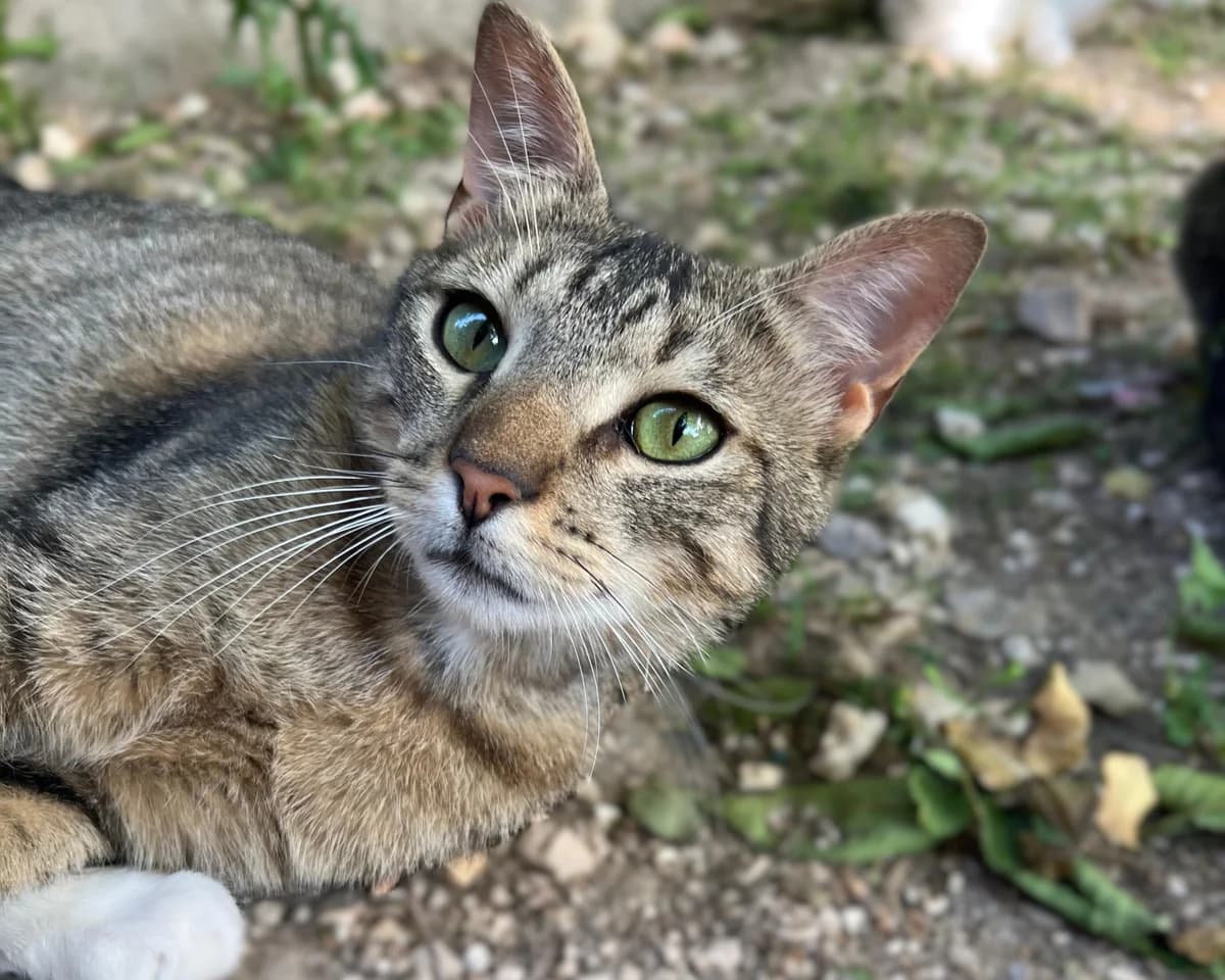 PISTACHO, male Mixed Breed for adoption at ACUNR - Animales Con Un Nuevo Rumbo