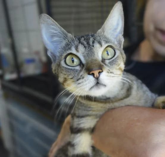 MAYA, female Mixed Breed for adoption at ACUNR - Animales Con Un Nuevo Rumbo