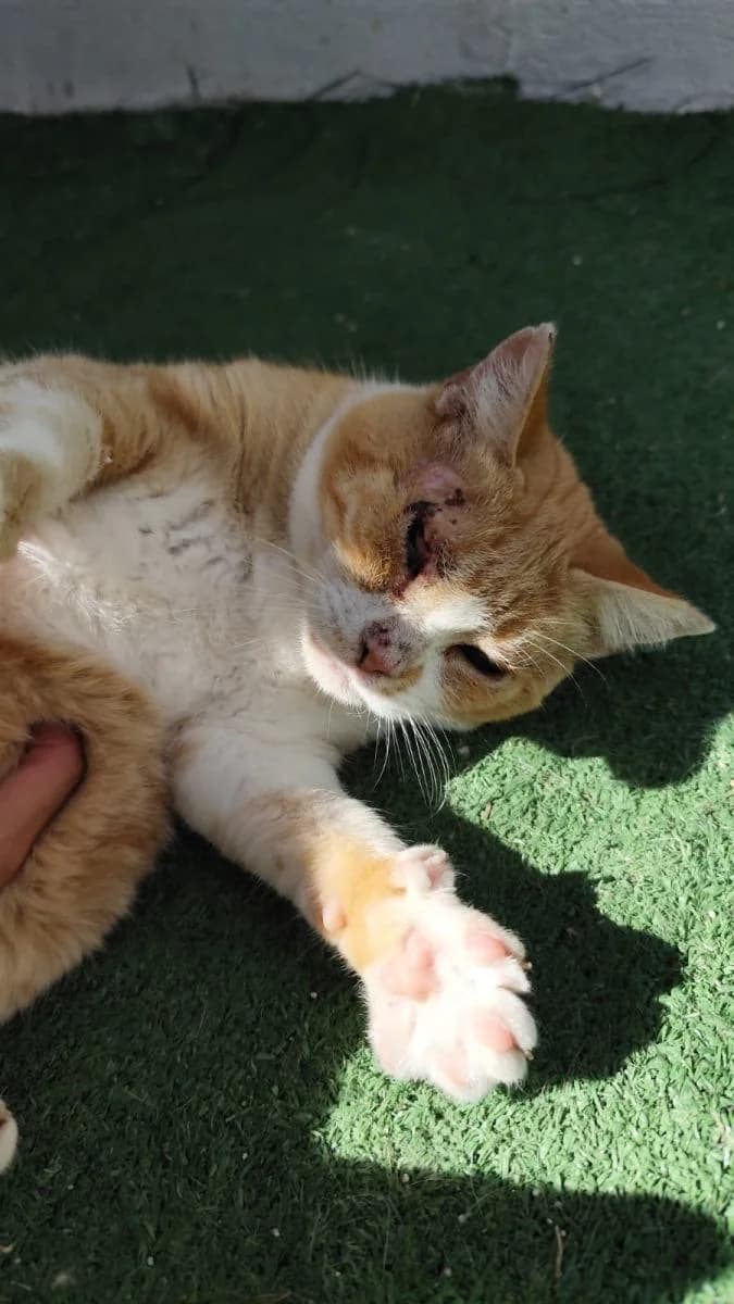 GAIA, female senior Mixed Breed for adoption at ACUNR - Animales Con Un Nuevo Rumbo