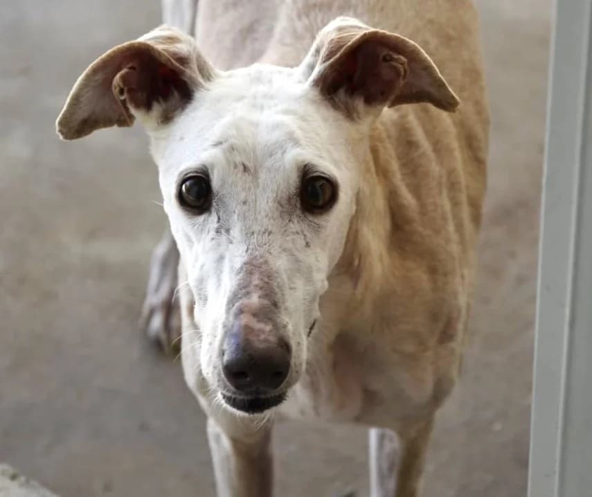 MAIKA, female senior Galgo Español for adoption at ACUNR - Animales Con Un Nuevo Rumbo
