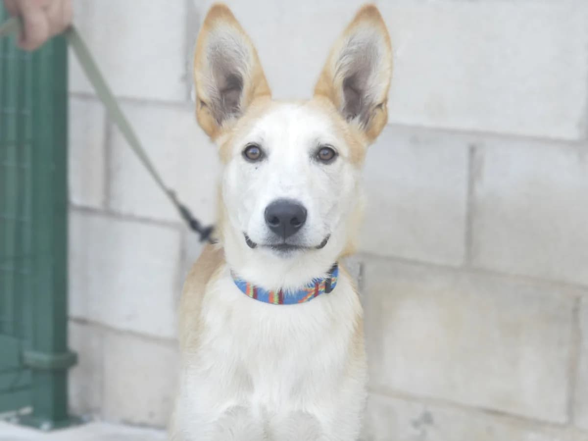 SIMBA, male puppy Mixed Breed for adoption at ACUNR - Animales Con Un Nuevo Rumbo