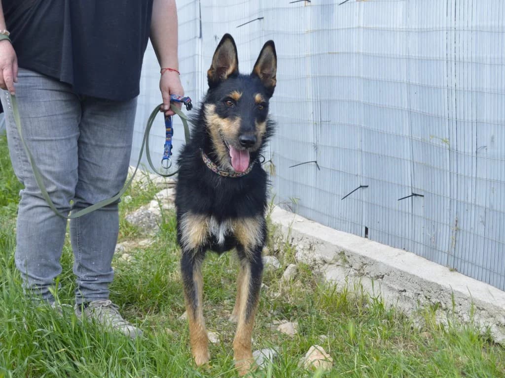 GUADOL, male young Mixed Breed for adoption at ACUNR - Animales Con Un Nuevo Rumbo