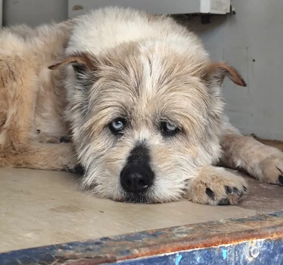 RAUL, male 4yo Mixed Breed for adoption at ACUNR - Animales Con Un Nuevo Rumbo