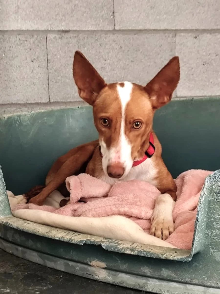 ALBA, female young Podenco for adoption at ACUNR - Animales Con Un Nuevo Rumbo