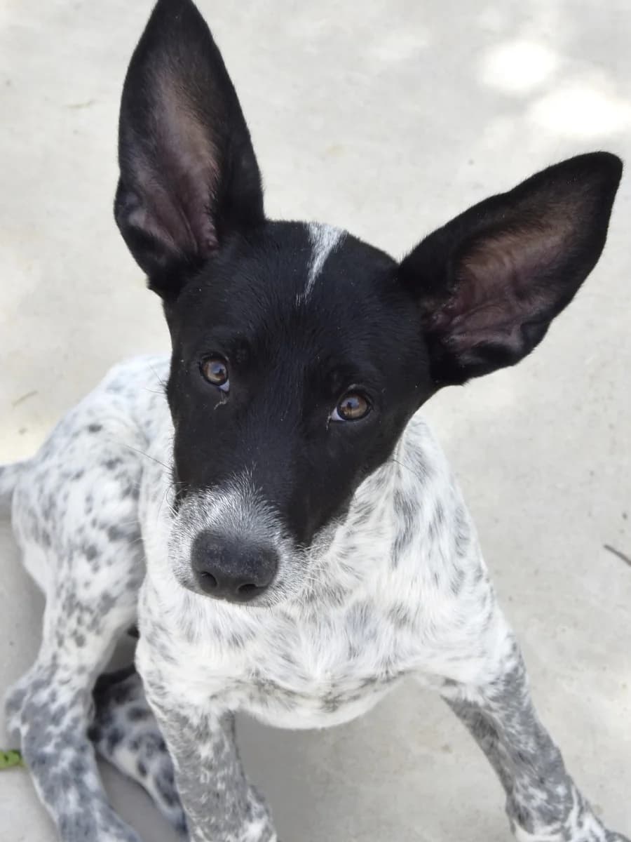AIKO, female puppy Mixed Breed for adoption at ACUNR - Animales Con Un Nuevo Rumbo