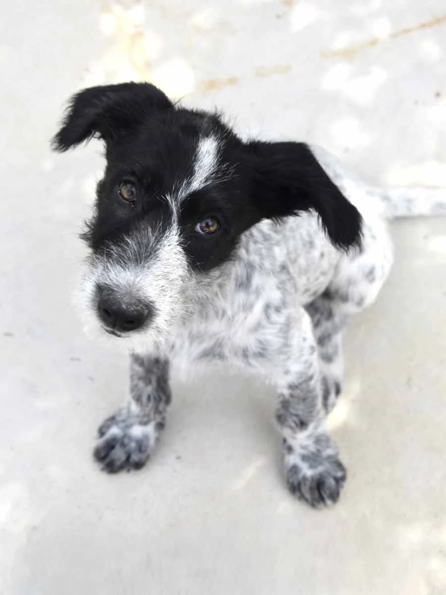 MIYU, male puppy Mixed Breed for adoption at ACUNR - Animales Con Un Nuevo Rumbo