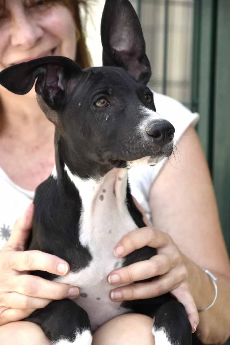 SORA, female puppy Mixed Breed for adoption at ACUNR - Animales Con Un Nuevo Rumbo