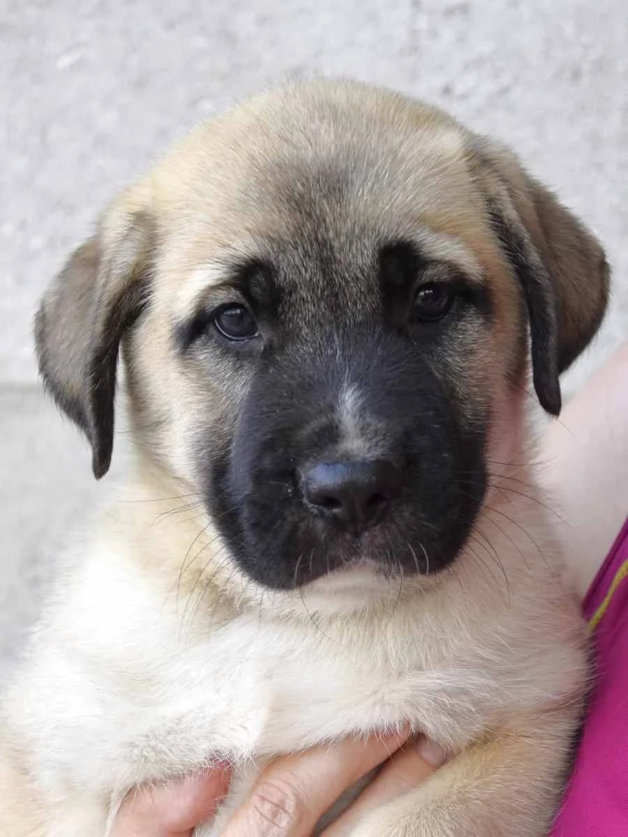 BOBY, male puppy mixed breed for adoption at ACUNR - Animales Con Un Nuevo Rumbo