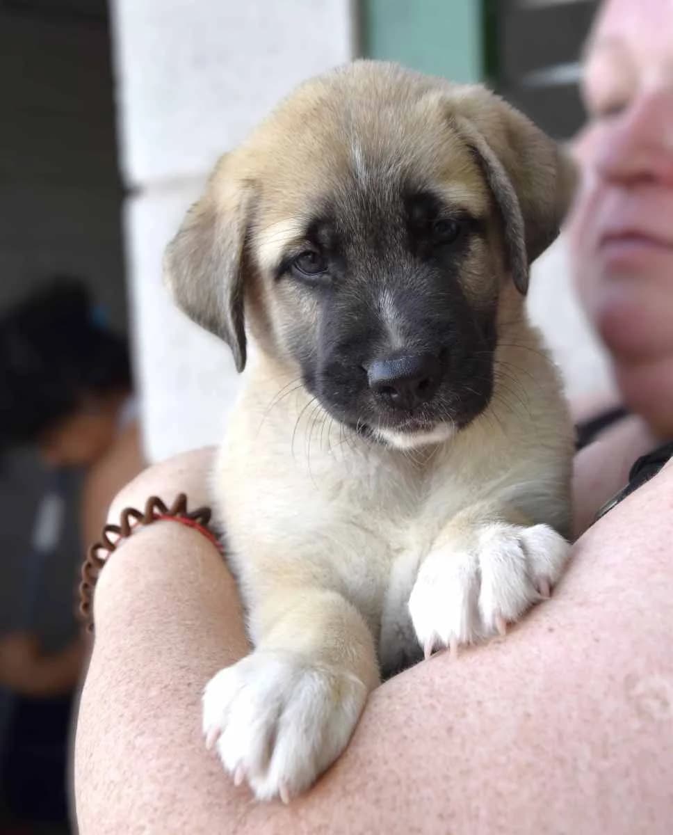 BENSON, male puppy mixed breed for adoption at ACUNR - Animales Con Un Nuevo Rumbo