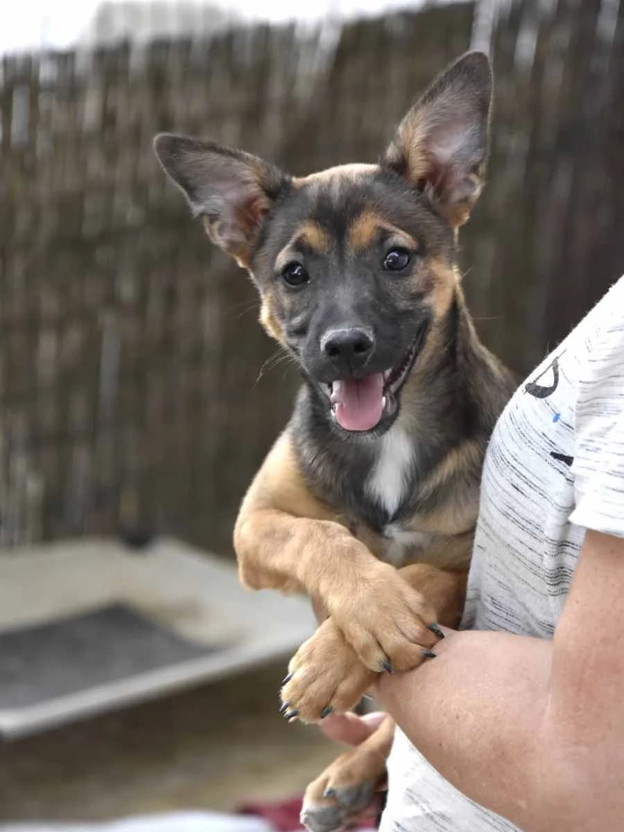 BESS, female puppy Mixed Breed for adoption at ACUNR - Animales Con Un Nuevo Rumbo