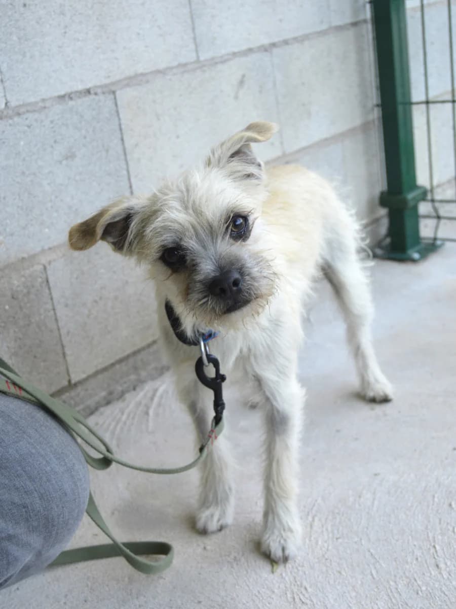 SDIERA, male puppy Mixed Breed for adoption at ACUNR - Animales Con Un Nuevo Rumbo