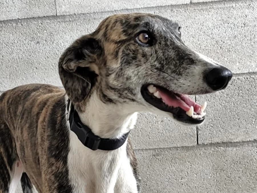 SAM, male young Galgo Español for adoption at ACUNR - Animales Con Un Nuevo Rumbo