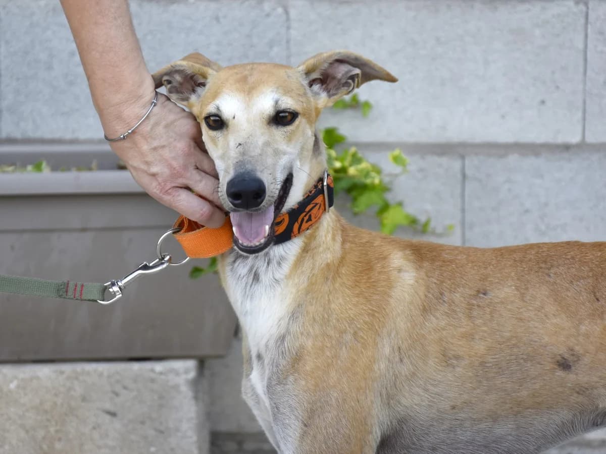 JANE, female young Galgo Español for adoption at ACUNR - Animales Con Un Nuevo Rumbo
