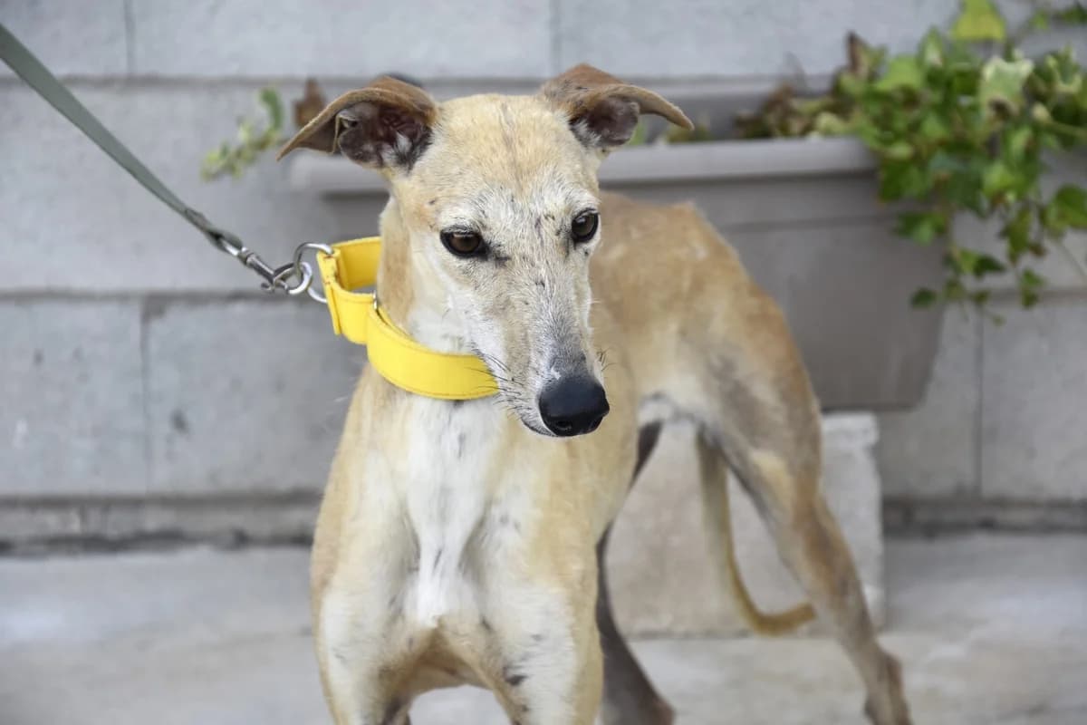 JODIE, female young Galgo Español for adoption at ACUNR - Animales Con Un Nuevo Rumbo