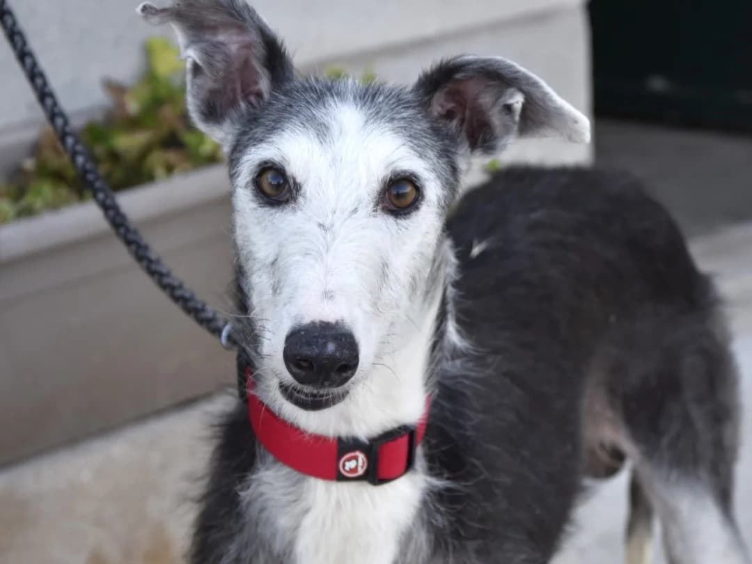 SEVEN, Galgo Español (ACUNR - Animales Con Un Nuevo Rumbo)