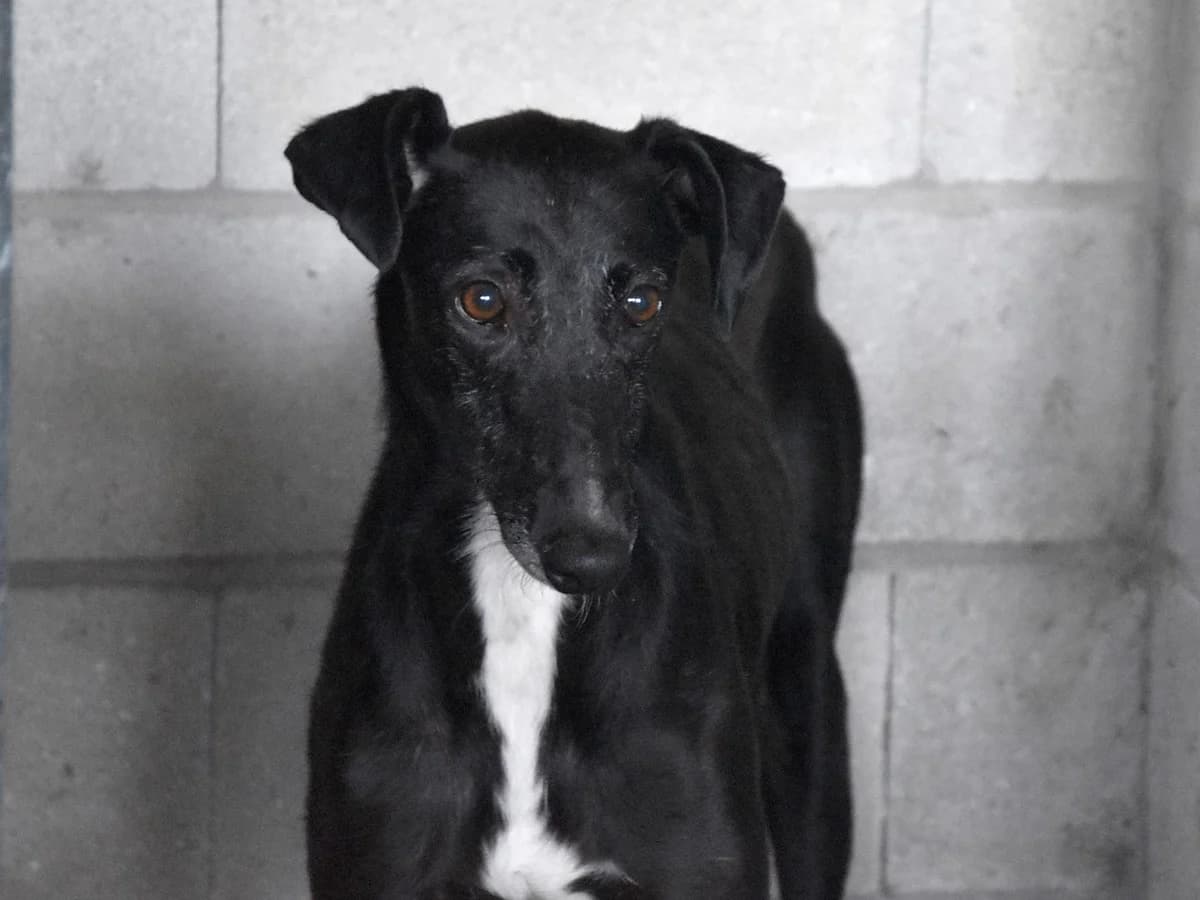 ORSON, male 7yo Galgo Español for adoption at ACUNR - Animales Con Un Nuevo Rumbo