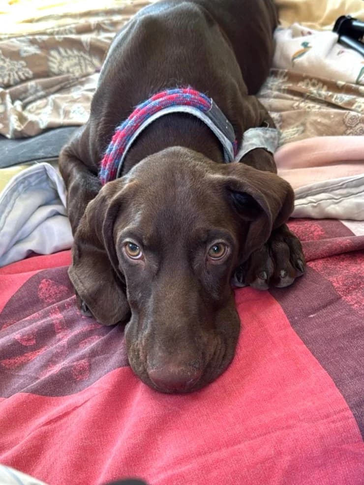 KAY, male puppy mixed breed for adoption at ACUNR - Animales Con Un Nuevo Rumbo