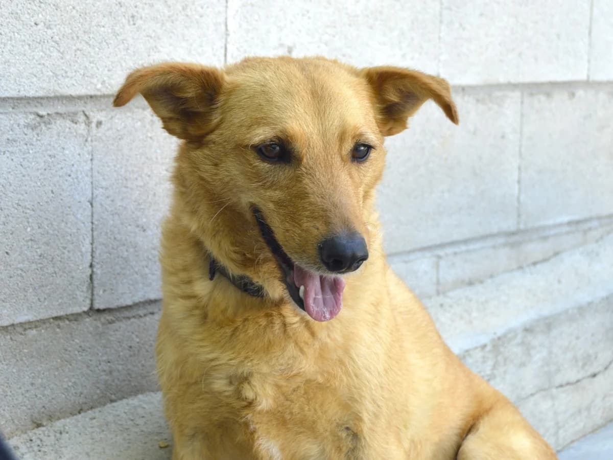 MAYA, female 3yo Mixed Breed for adoption at ACUNR - Animales Con Un Nuevo Rumbo